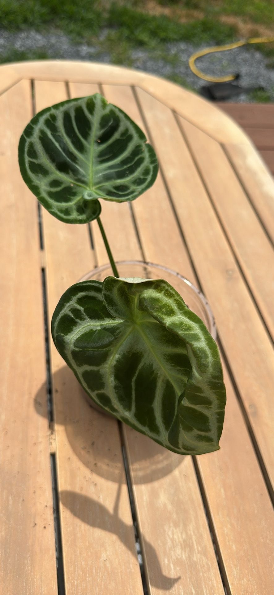 Anthurium Doriyaki House Plant