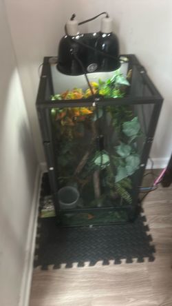 Chameleon and cage  everything comes with