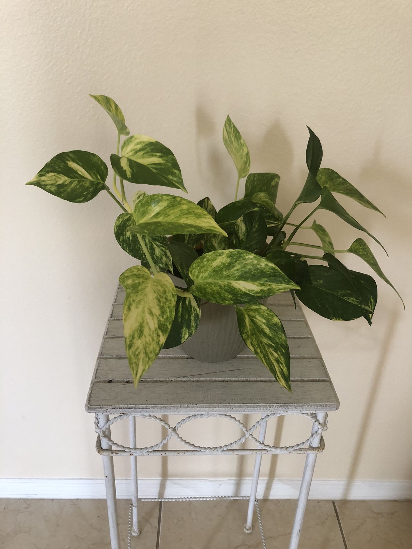 Golden Pothos