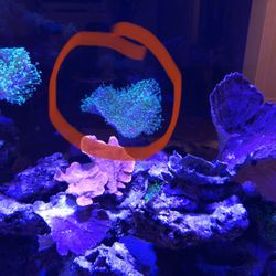 Tyree Green Polyp Toadstool Leather Live soft Coral