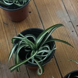 Curly Spider Plants!! $3 Each 
