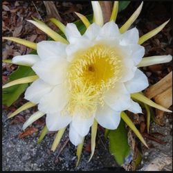 Large Dragon Fruit Cuttings with roots