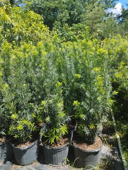 Podocarpus hedges 4-4.5ft🏡$19
