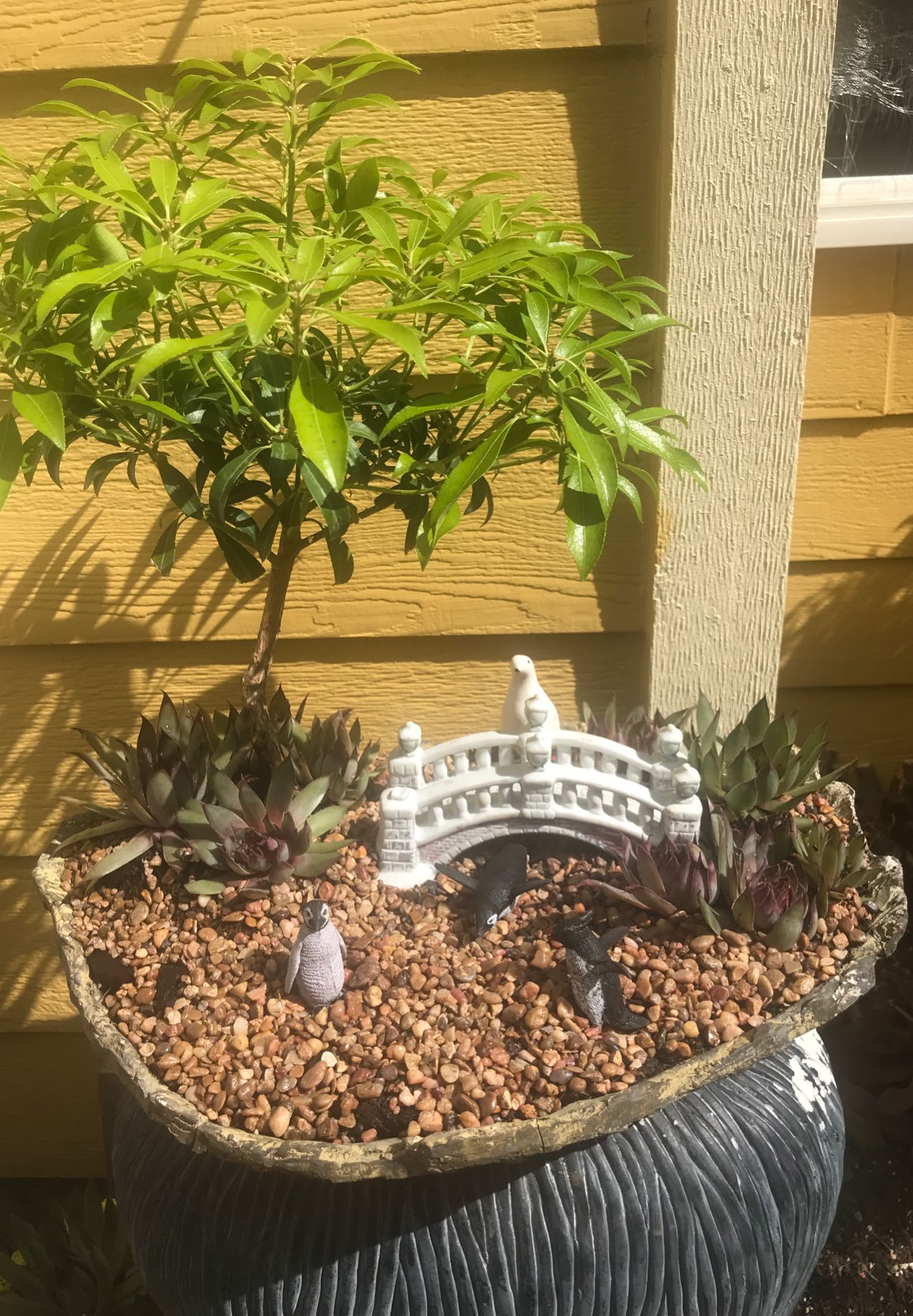 Plant