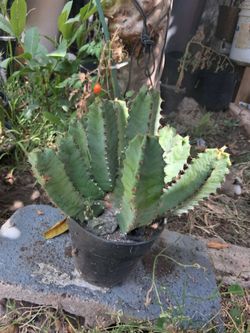 Milk tree cactus