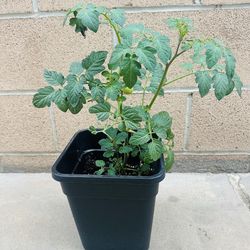 Tomato 🍅 🌱 Plants