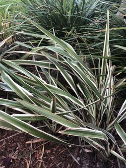 Flax Lilies, variegated