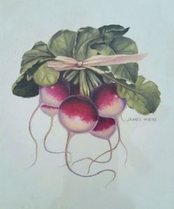 Art Print - "Bunch of Radishes" - James Wiens