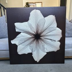 large 39 x 39 inch canvas of a single white flower, with a dark chocolate brown back ground.