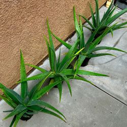 Drought Resistant Live Plants - various sizes and prices