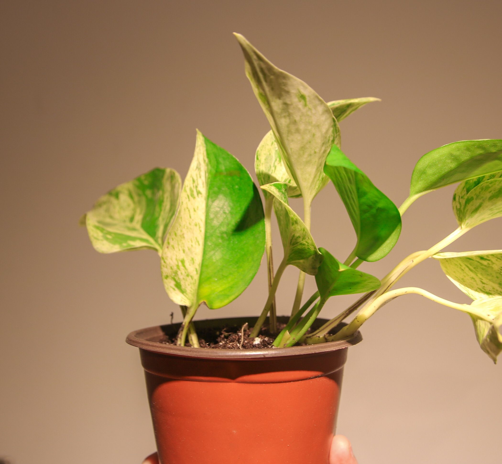 Half Moon Marble Queen Pothos ($20)