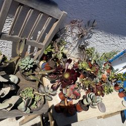 ‼️🌵🪻Moving-out PLANTS SALE! Everything Must Go‼️🌱🪴