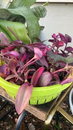 Plantas