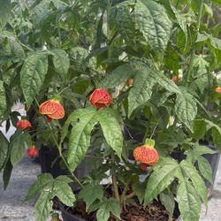 Chinese Lantern 🏮 - 3 Gallons