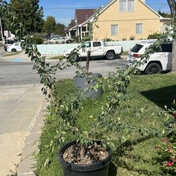 guamuchile  en contenedor de 15 galones