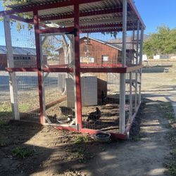 Chicken Cage