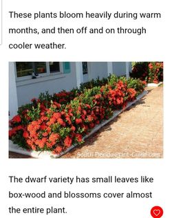 FREE!- Dward ixora shrub