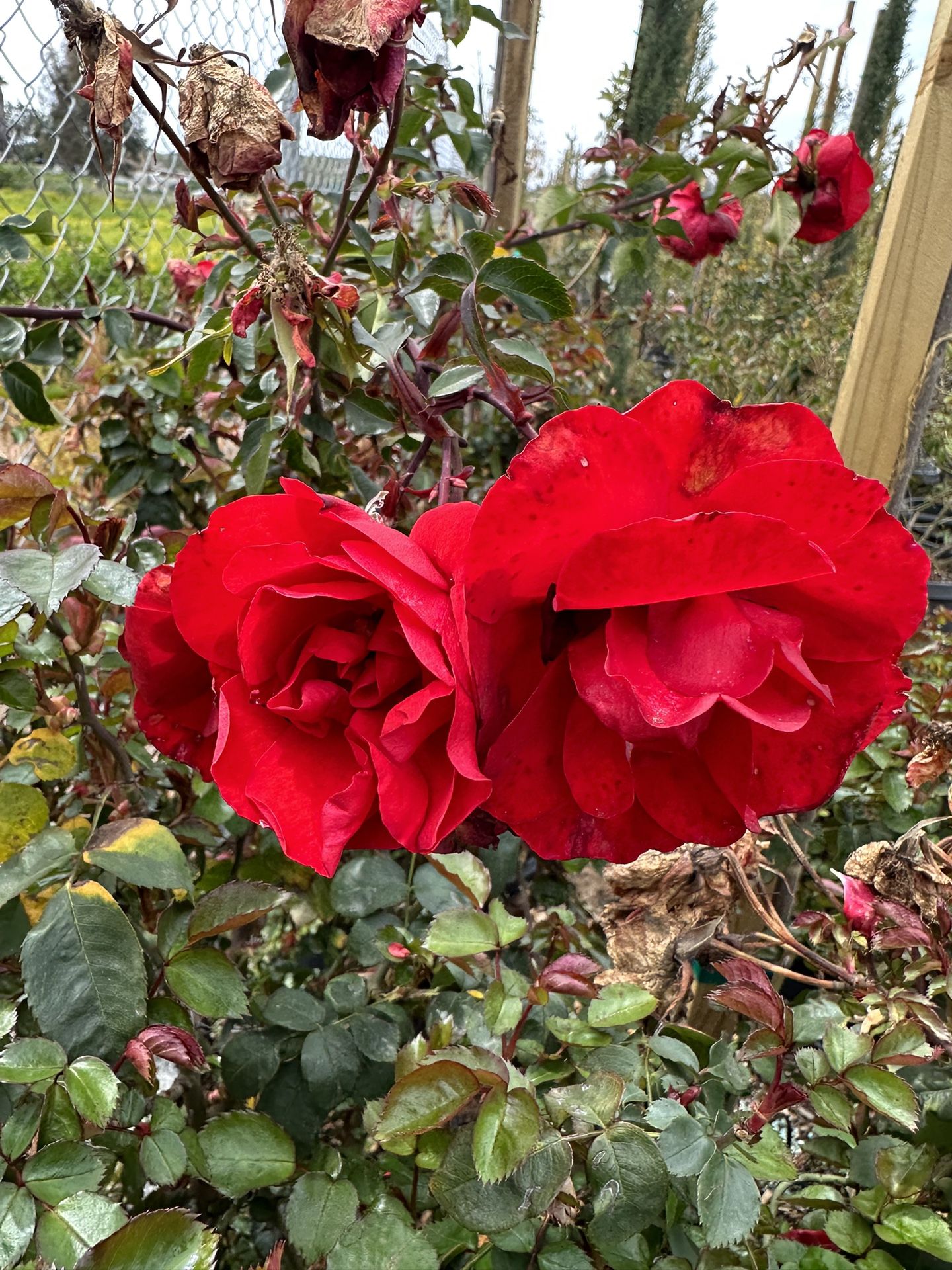 Red Iceberg Rose 15gal