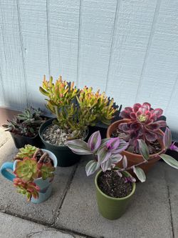 5 Bonitas Plantas $60 Por Todas En Su Maceta 