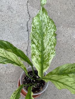 Anthurium Plowmanii Variegated