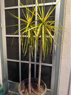 Big Dracaena Marginata Plant