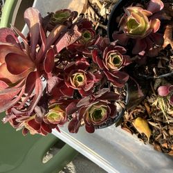 Irish Rose Succulents – Multiple Sizes Available | Starting at $2