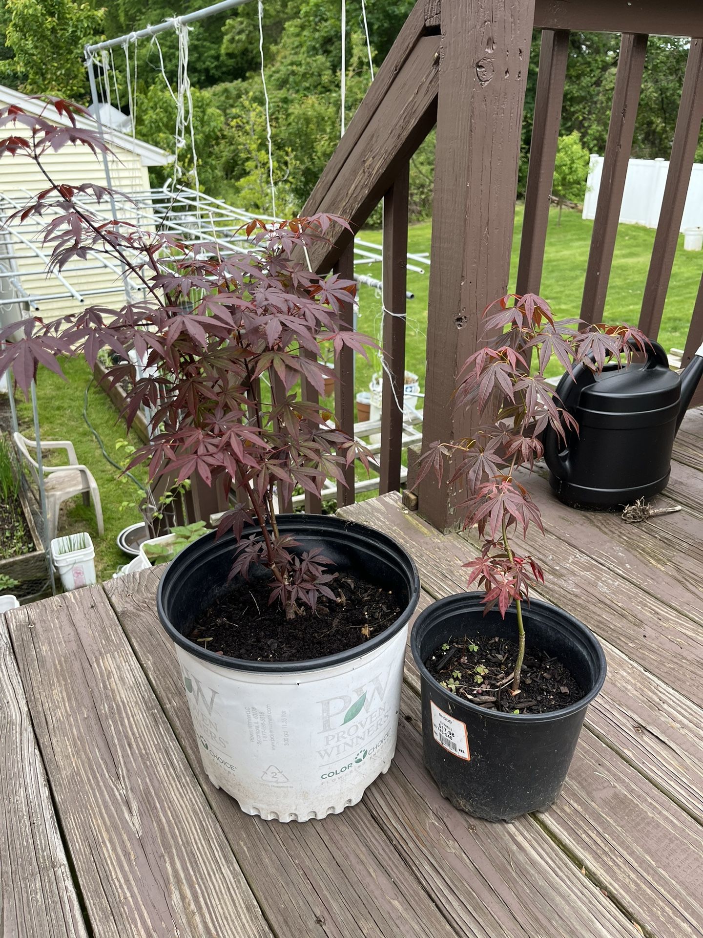 Two Japanese maple