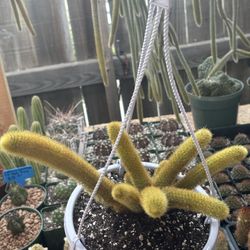 Golden Rat tail Cactus 🪴🌵