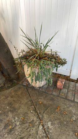 Pot