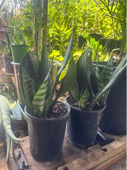 Snake Plant 1 Gal.