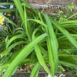 Day Lilly  Orange Color 
