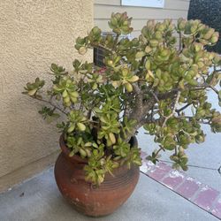 Secullant  In Pot 