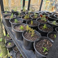 Rosemary Starts in 6 inch pots