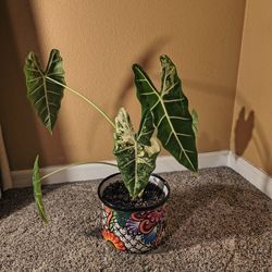 Variegated Alocasia Frydek