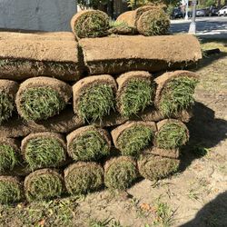 Fresh Sod