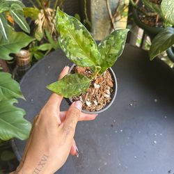Aglaonema Pictum Tricolor Plant