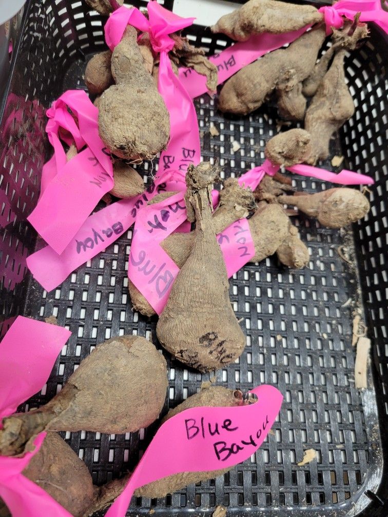 Dahlia Tubers $5