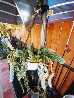 Beutiful mix Plants