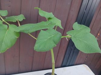 Planta de Yerba santa o anÃs