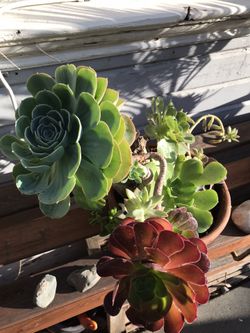 Succulent arrangement