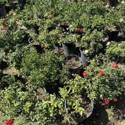 Roses Variety 5 Gal