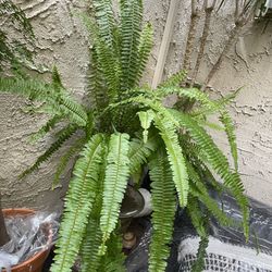 40” Large Boston Fern Indoor Greenery 
