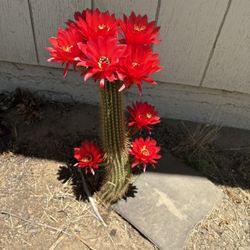 Bonito Cactus 