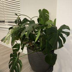 Big Monstera Plant 