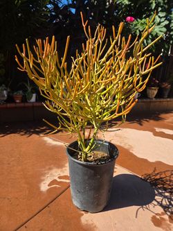 Fire Stick Suculent Cactus Plant
