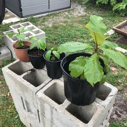 Handcrafted Almond Tree Ready To Plant $10 Each