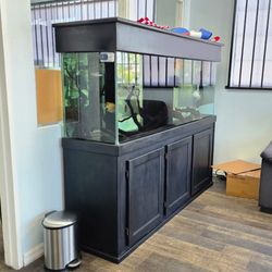 Big fish tank
