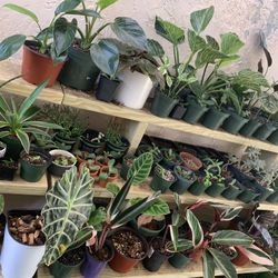 Exotic Plants/ Live Plants/calatheas/succulents/anthurium/caladium/Episcias /alocasia/begonia/nerve Plants/pothos/philondendron/agaves/herb Plants