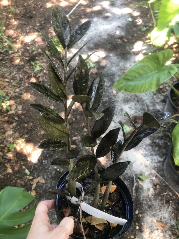 Large raven ZZ plant for Sale in St. Petersburg, FL - OfferUp