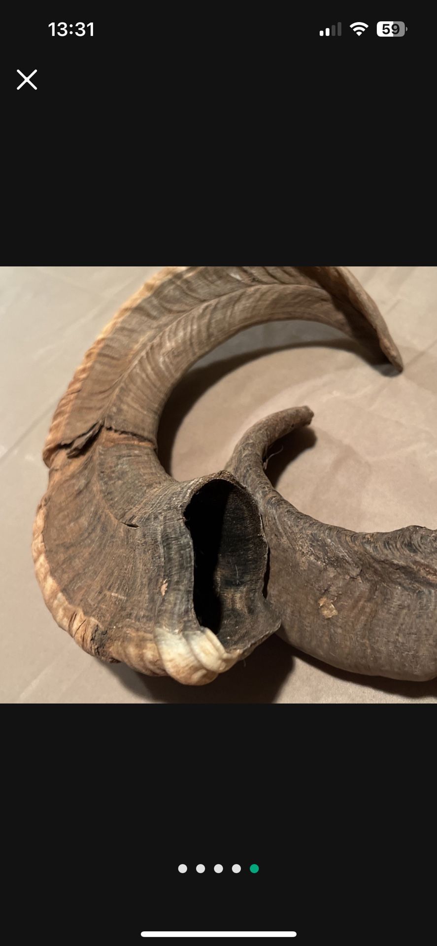 Taxidermy Hunting Ram Sheep Horns Cabin Decor - rustic - antler